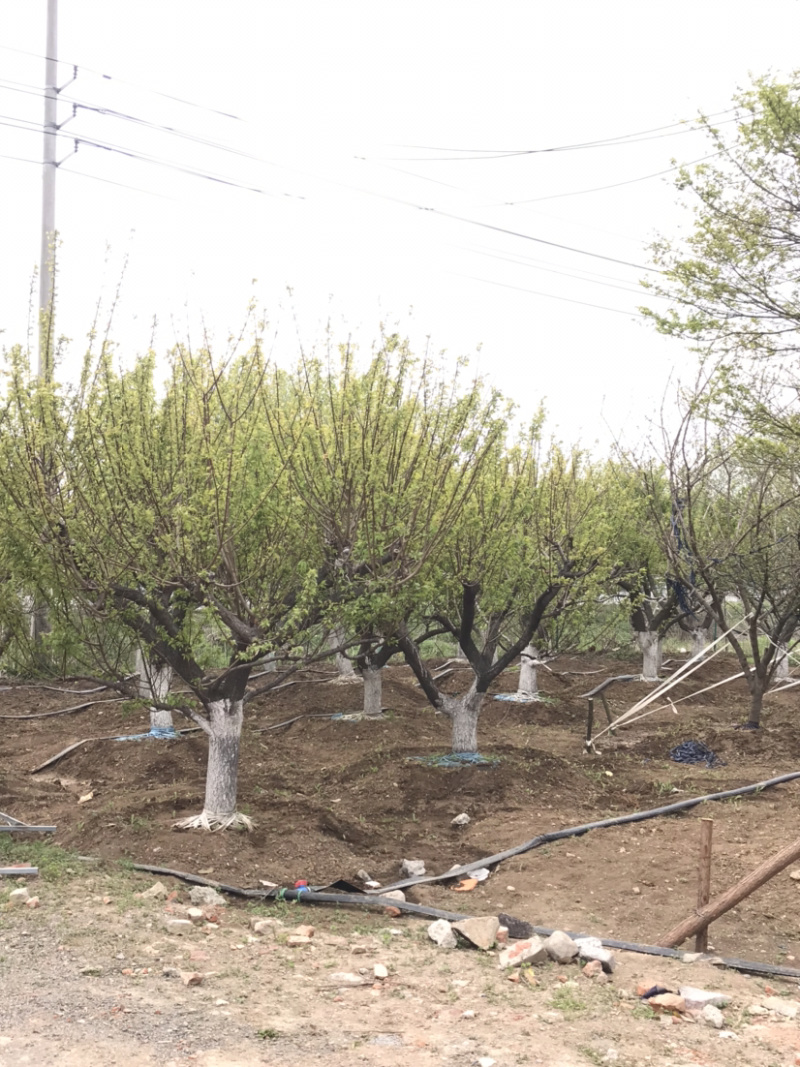 鸡爪槭/小叶鸡爪槭/20公分鸡爪槭/26公分鸡爪