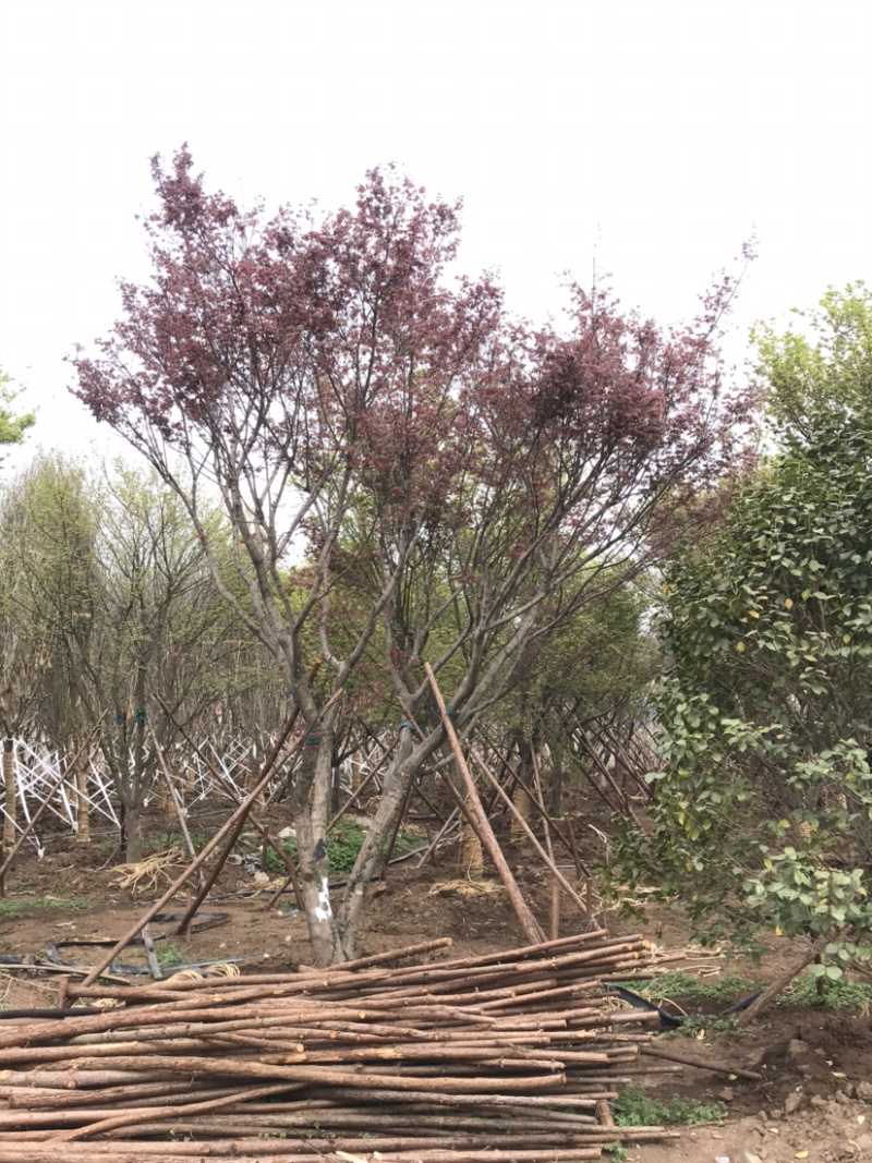 鸡爪槭/小叶鸡爪槭/20公分鸡爪槭/26公分鸡爪