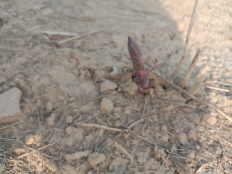 紫色水果芦笋紫罗兰现挖现发保证成活。