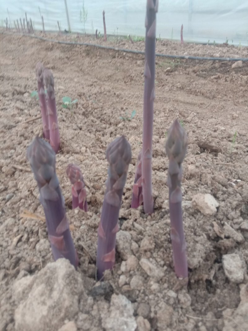 紫色水果芦笋紫罗兰现挖现发保证成活。