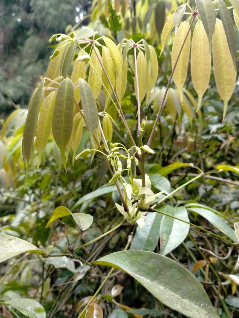 九月瓜九月黄种苗，新型果树奇特水果，欢迎你！