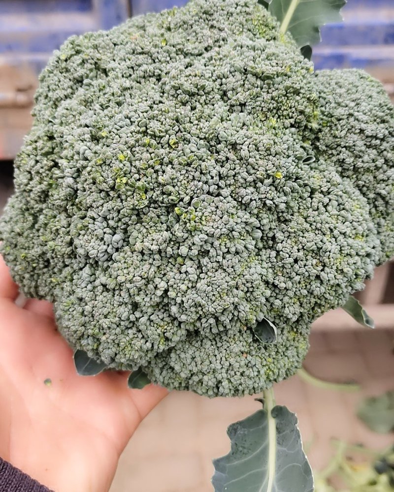 河南新野优质西兰花，基地热销大量供应欢迎大家前来选购。