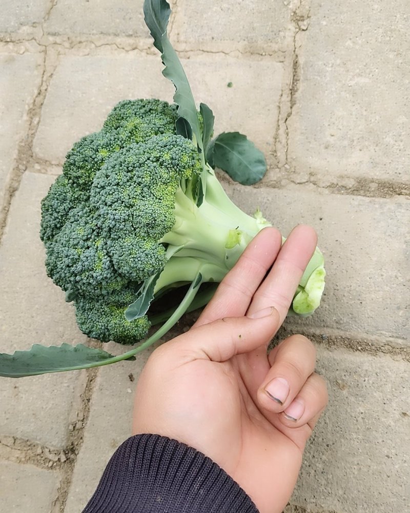 河南新野优质西兰花，基地热销大量供应欢迎大家前来选购。