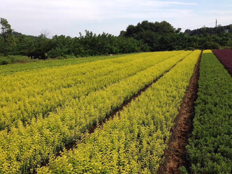 精品草皮，马泥拉，百慕大，台湾青，草皮基地