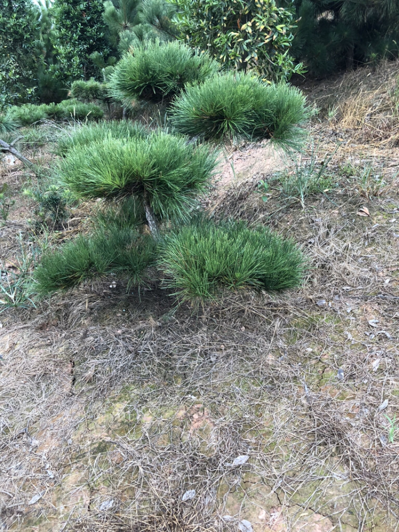 精品草皮，马泥拉，百慕大，台湾青，草皮基地