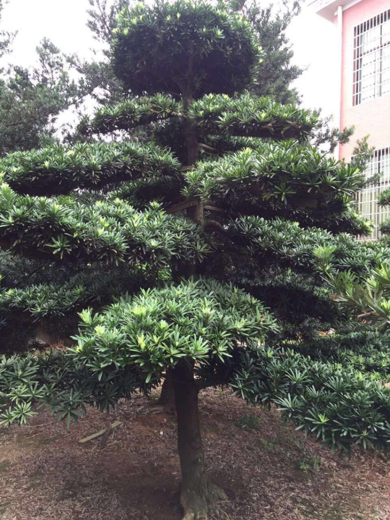 精品草皮，马泥拉，百慕大，台湾青，草皮基地