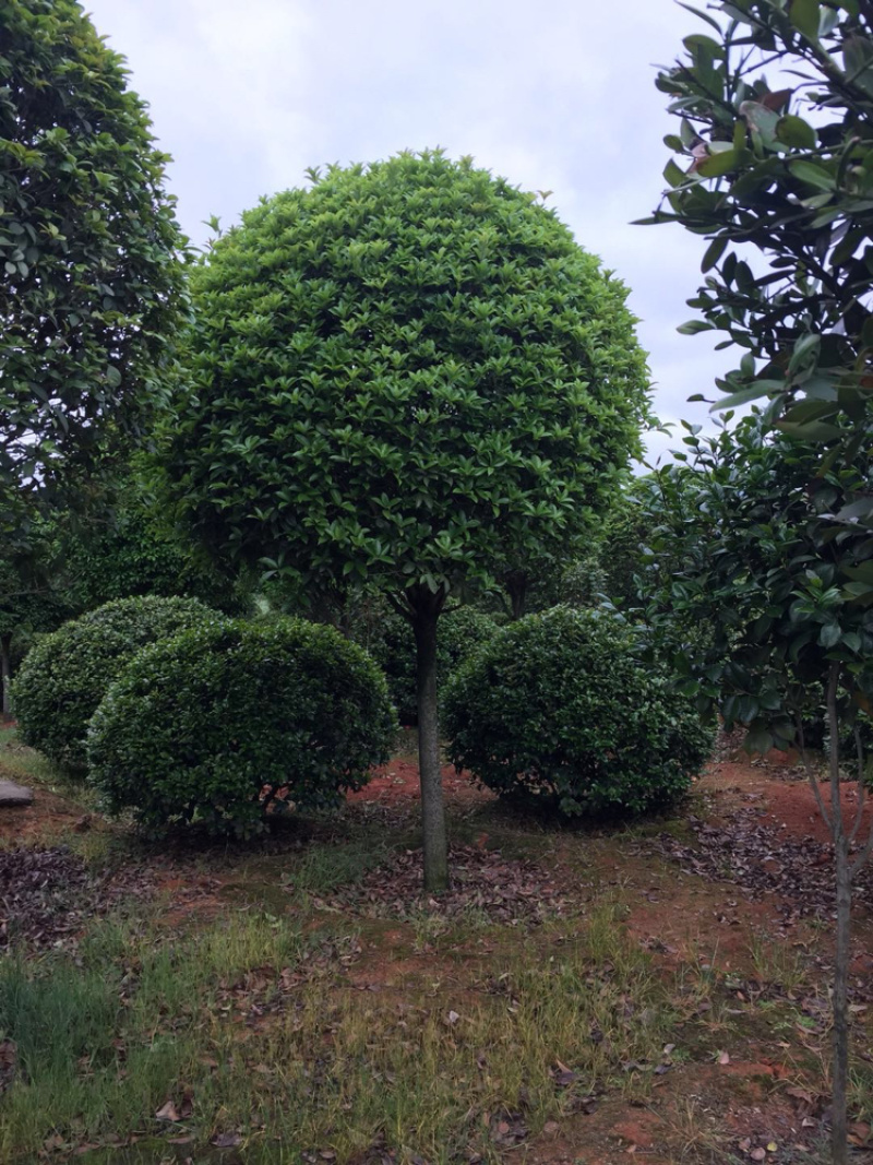 精品草皮，马泥拉，百慕大，台湾青，草皮基地