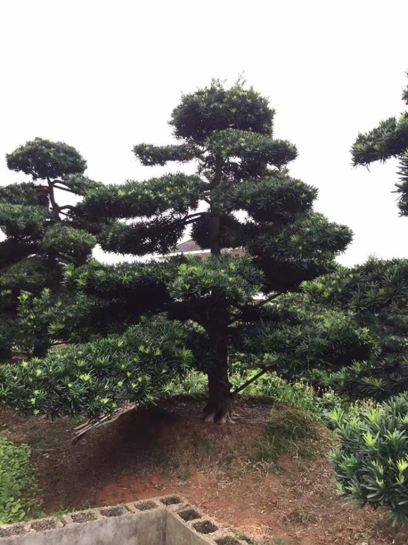 精品草皮，马泥拉，百慕大，台湾青，草皮基地