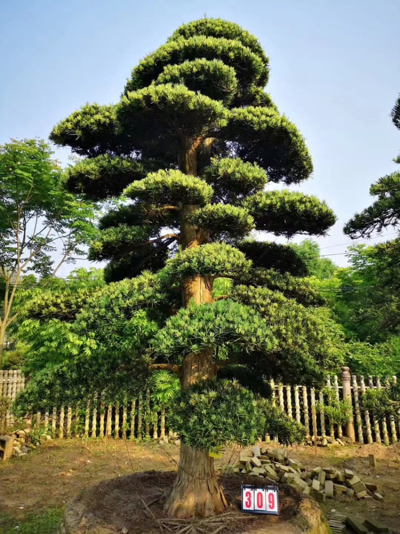 精品草皮，马泥拉，百慕大，台湾青，草皮基地