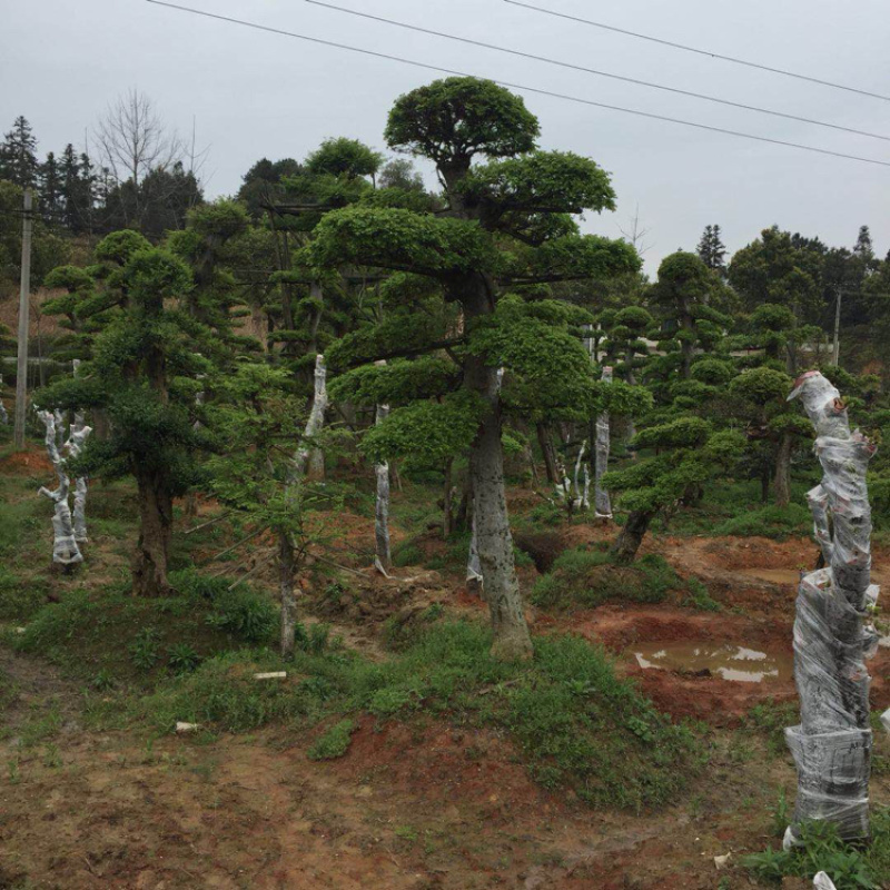 精品草皮，马泥拉，百慕大，台湾青，草皮基地