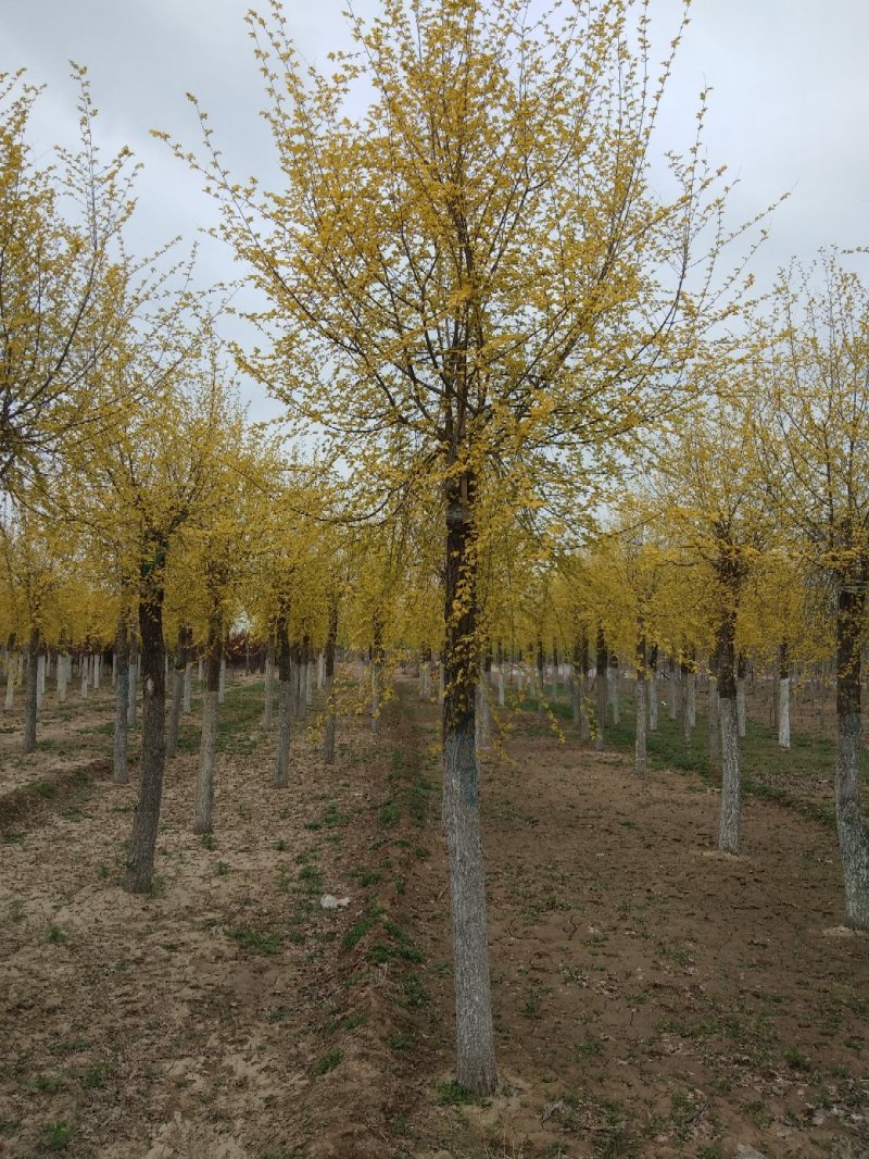 大量销售8-15公分高接金叶榆，移植苗，易成活，树形好，