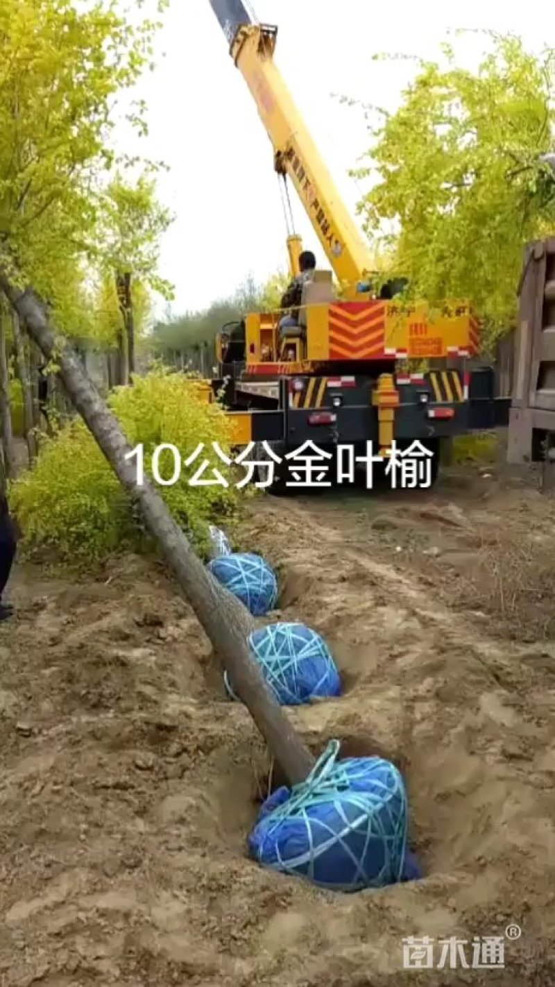 大量销售8-15公分高接金叶榆，移植苗，易成活，树形好，