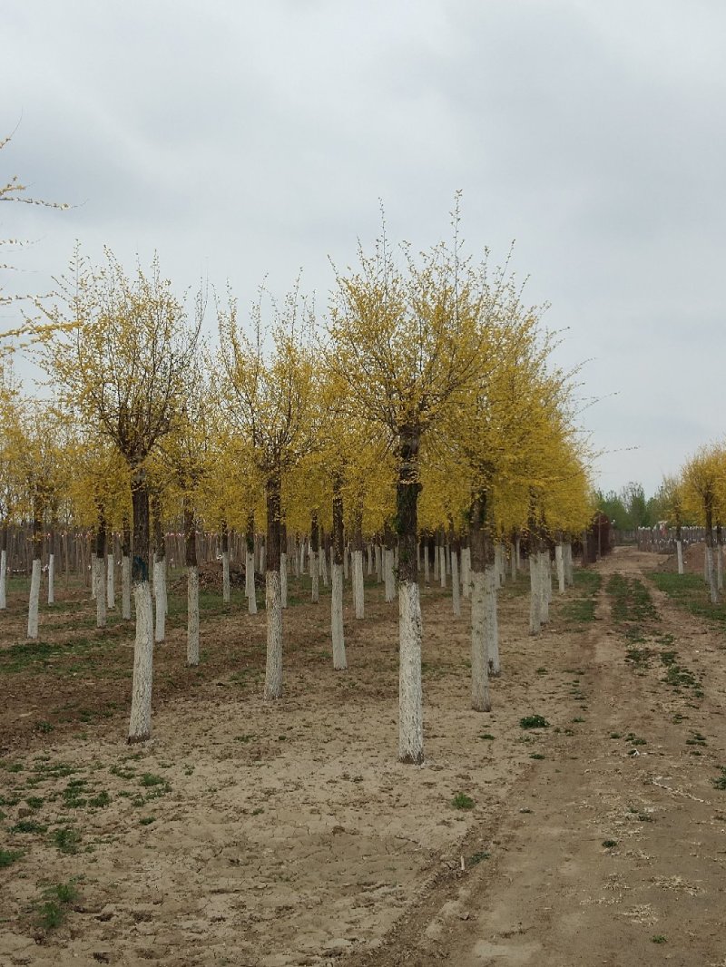 大量销售8-15公分高接金叶榆，移植苗，易成活，树形好，