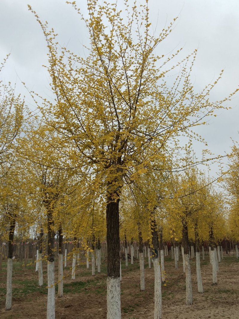 大量销售8-15公分高接金叶榆，移植苗，易成活，树形好，