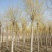 大量销售8-15公分高接金叶榆，移植苗，易成活，树形好，