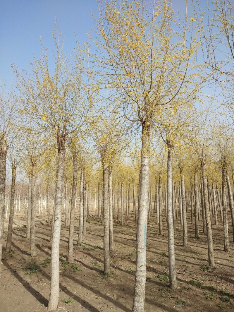 大量销售8-15公分高接金叶榆，移植苗，易成活，树形好，