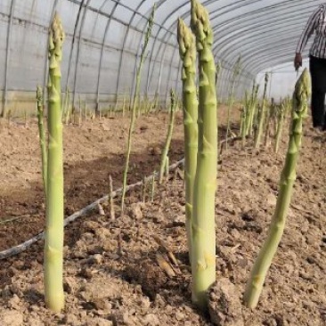【2020年山东优质芦笋苗】三年苗绿植多年生质量保证