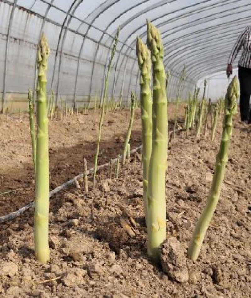 【2020年山东优质芦笋苗】三年苗绿植多年生质量保证