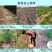 【2020年山东优质芦笋苗】三年苗绿植多年生质量保证