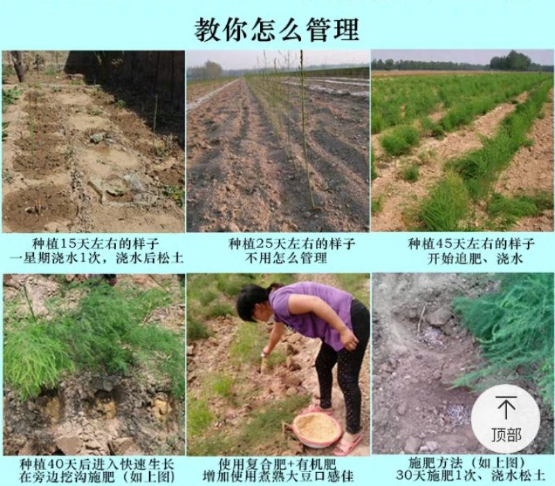 【2020年山东优质芦笋苗】三年苗绿植多年生质量保证