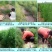 【2020年山东优质芦笋苗】三年苗绿植多年生质量保证