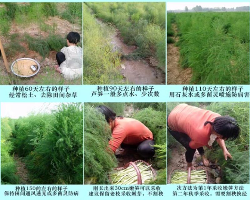 【2020年山东优质芦笋苗】三年苗绿植多年生质量保证