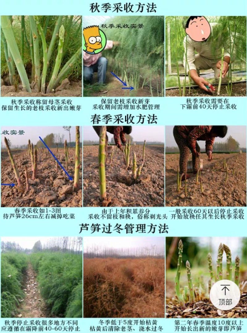 【2020年山东优质芦笋苗】三年苗绿植多年生质量保证