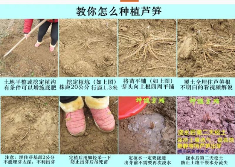 【2020年山东优质芦笋苗】三年苗绿植多年生质量保证