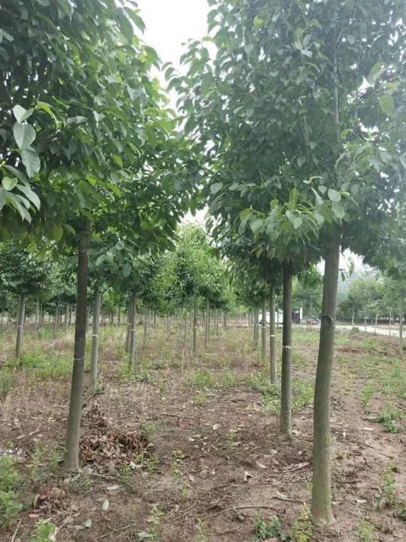 精品香樟，全冠香樟，袋苗香樟，骨架香樟，