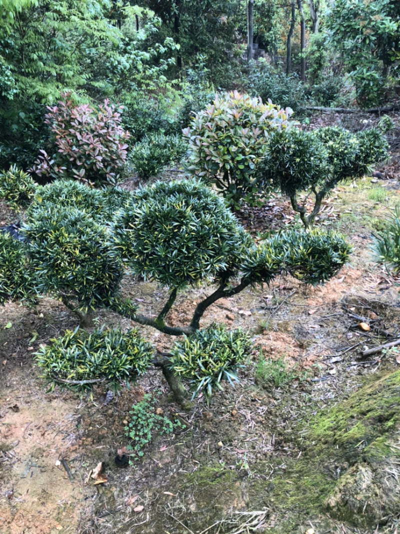 精品香樟，全冠香樟，袋苗香樟，骨架香樟，