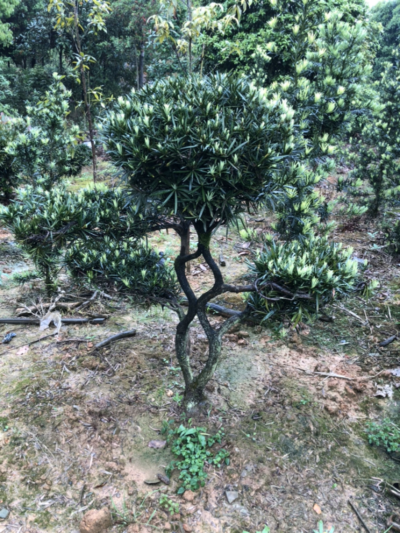 精品香樟，全冠香樟，袋苗香樟，骨架香樟，