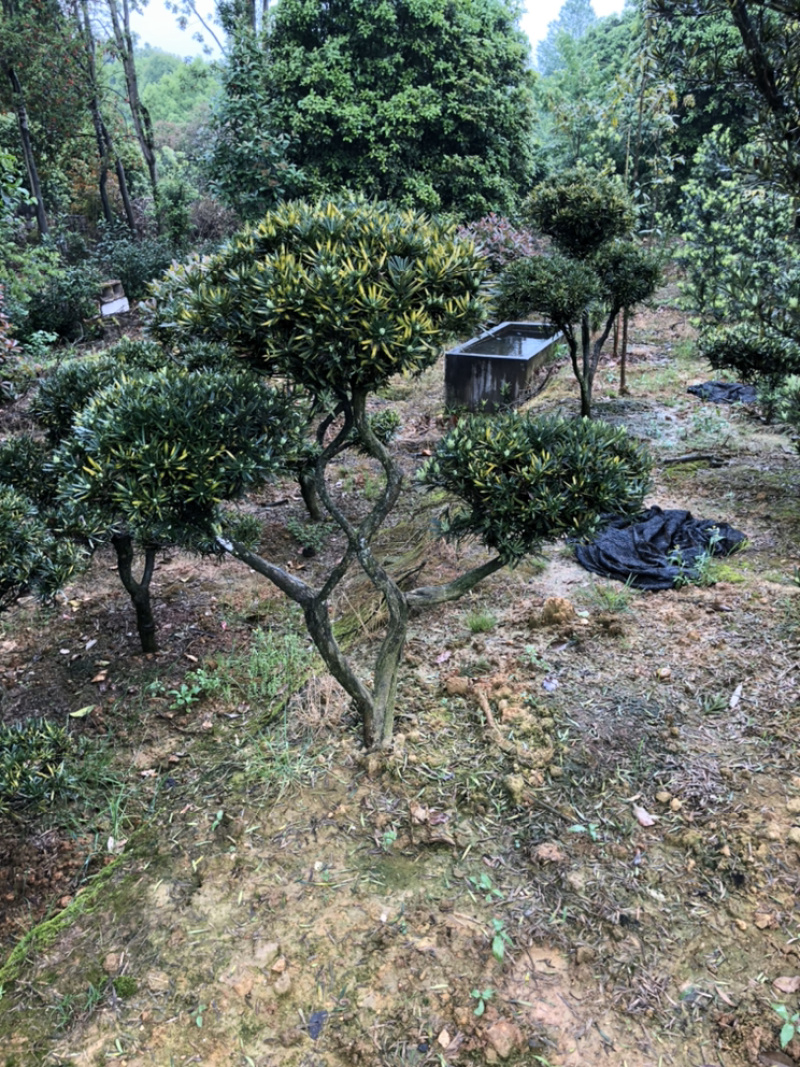 精品香樟，全冠香樟，袋苗香樟，骨架香樟，