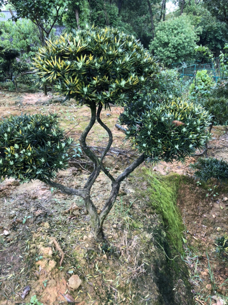 精品香樟，全冠香樟，袋苗香樟，骨架香樟，