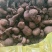 三叶青新鲜货500g金线吊葫芦广西山里采摘白肉干货石老鼠