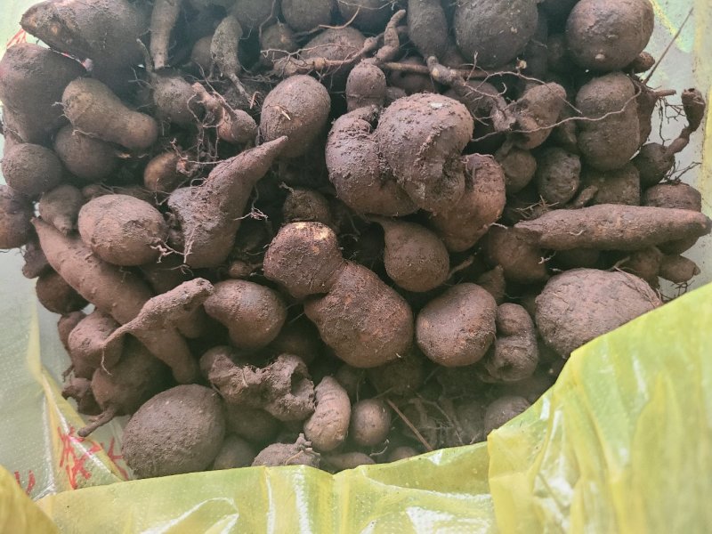 三叶青新鲜货500g金线吊葫芦广西山里采摘白肉干货石老鼠