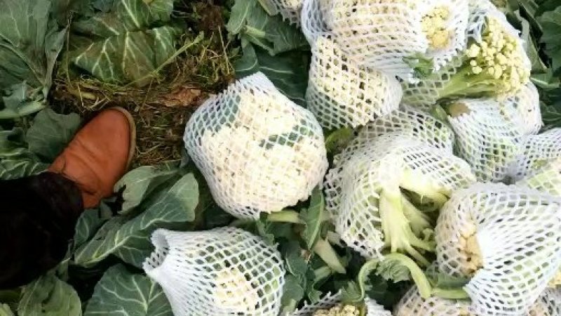 新野县蔬菜种植基地有机花大量出货中，货源充足品质有保证，