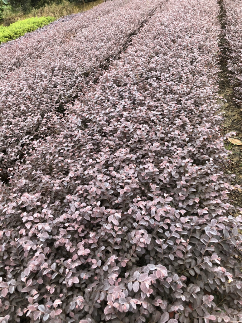 精品金边黄杨，大叶黄杨，瓜子黄杨，工程小苗