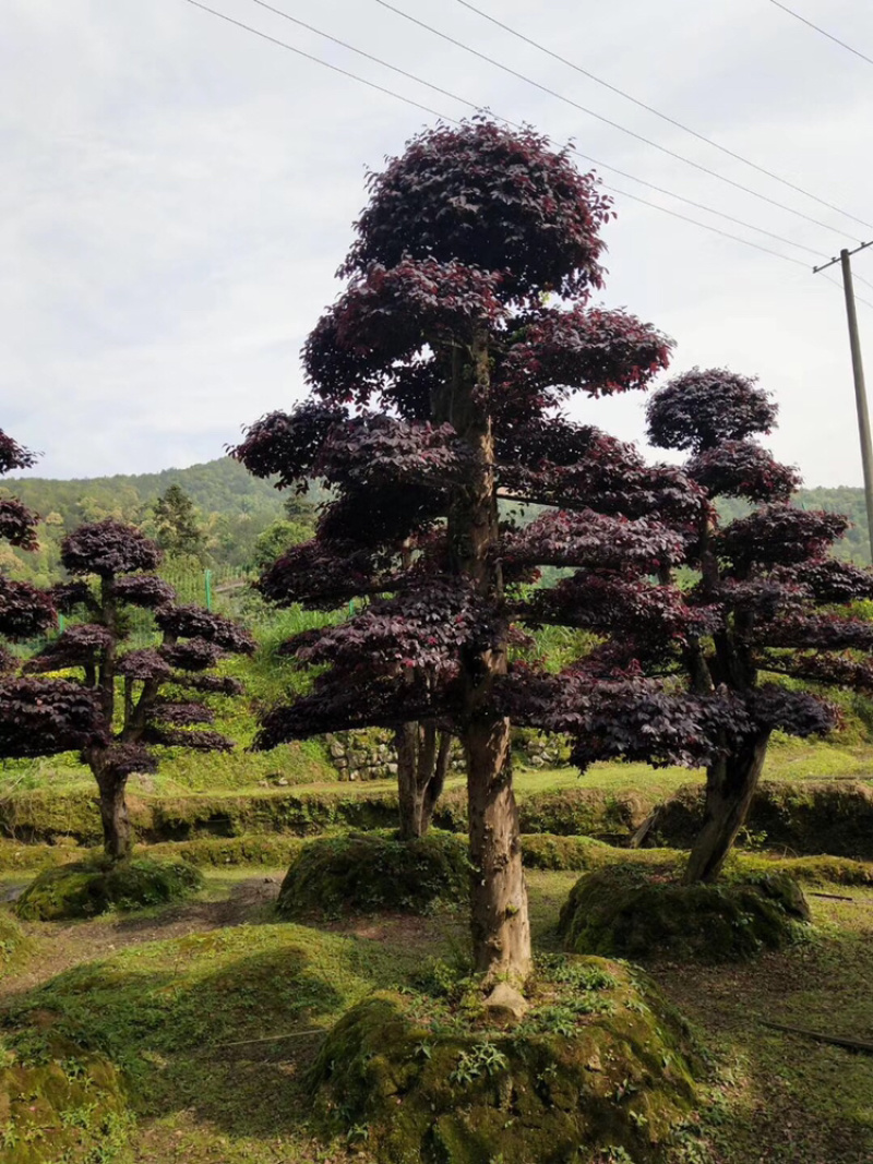 红花继木，精品红花继木，色块小苗，红花继木桩