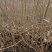 山荆子苗