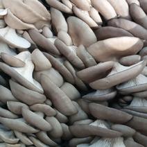 东北吉林鲜平菇大量上市！加工盐水平菇欢迎采购！全国！