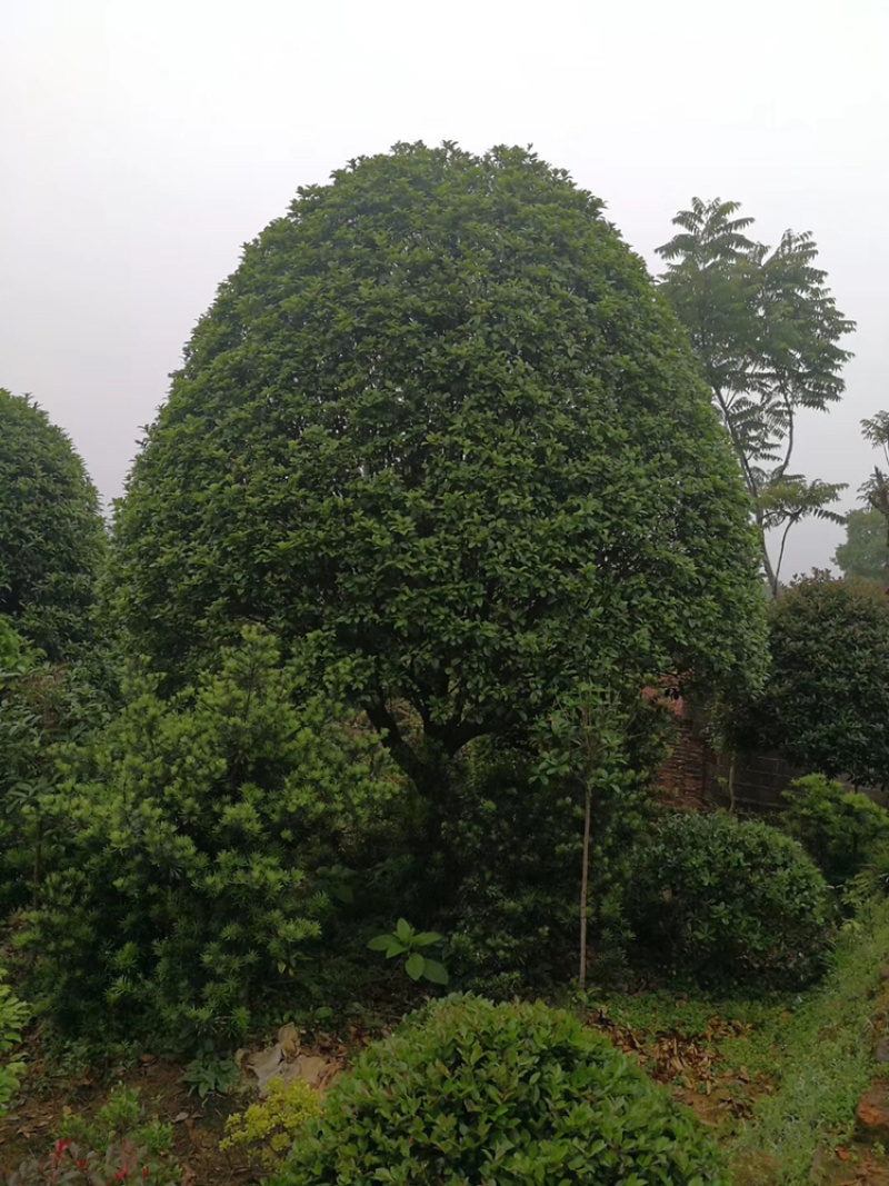 精品桂花，湖南桂花八月桂，四季桂，桂花球，精品丹桂