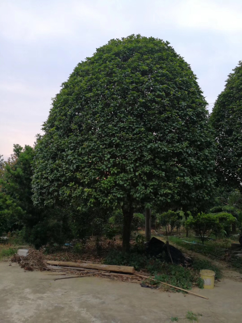 精品桂花，湖南桂花八月桂，四季桂，桂花球，精品丹桂