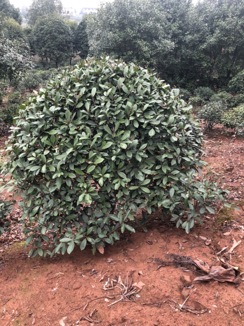 精品桂花，湖南桂花八月桂，四季桂，桂花球，精品丹桂