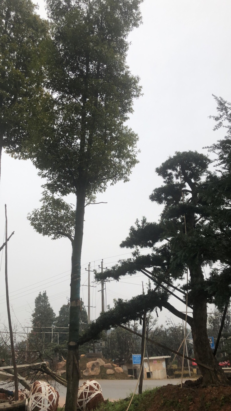 精品杜英，移栽杜英，全冠杜英，丛生杜英，光杆杜英