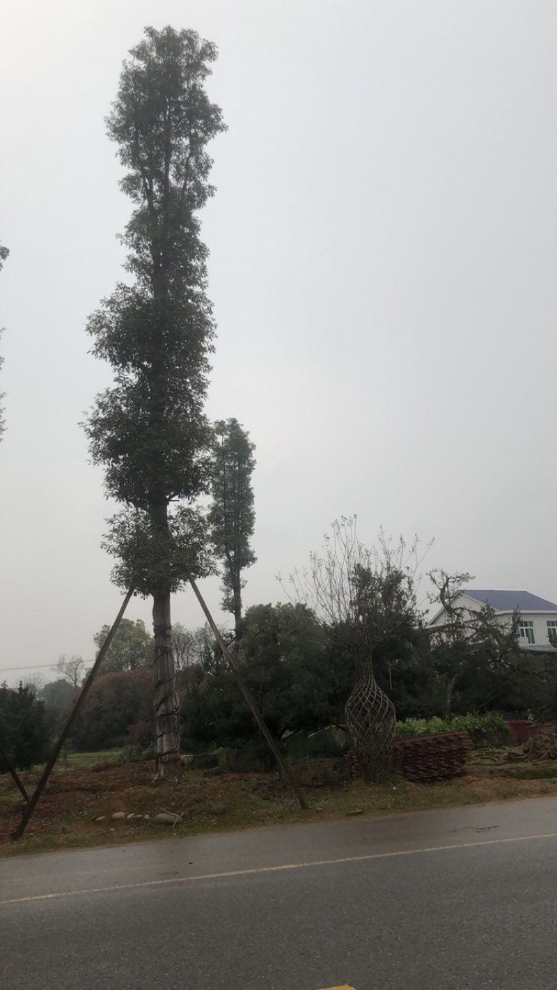 精品杜英，移栽杜英，全冠杜英，丛生杜英，光杆杜英