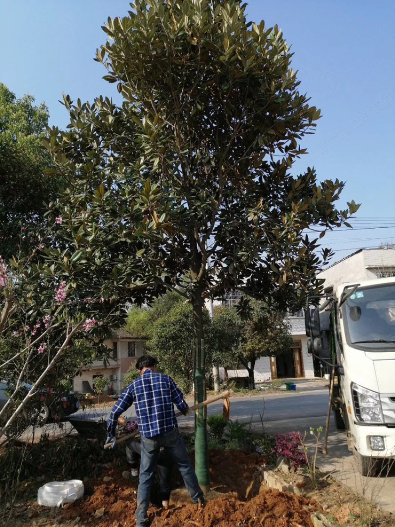精品杜英，移栽杜英，全冠杜英，丛生杜英，光杆杜英