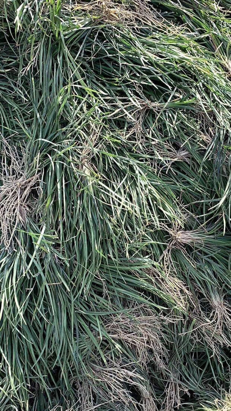精品麦冬草，玉龙草，金边麦冬，草花基地，时令花