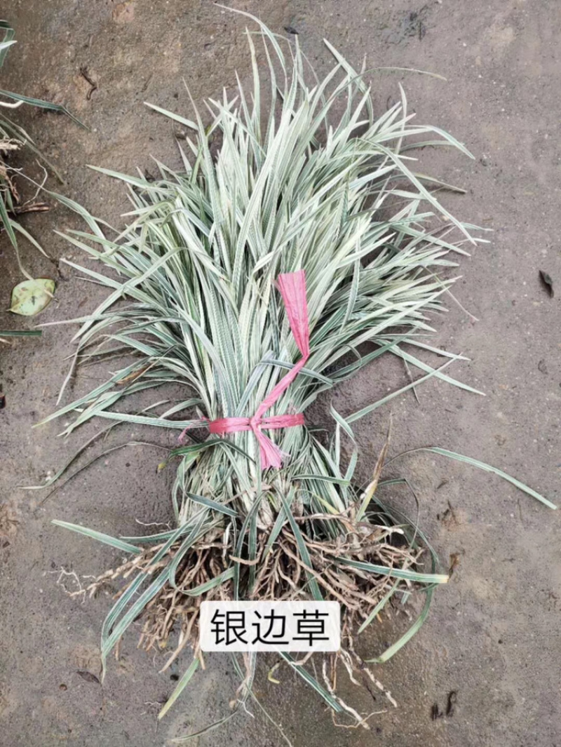 精品麦冬草，玉龙草，金边麦冬，草花基地，时令花