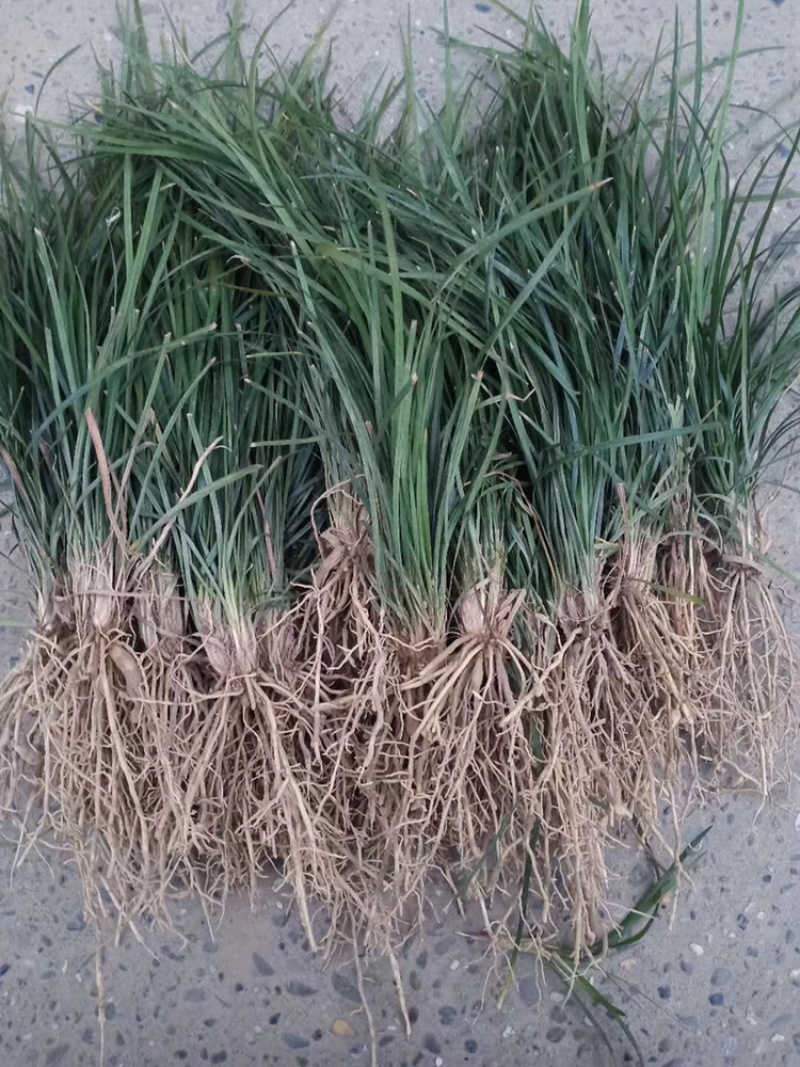 精品麦冬草，玉龙草，金边麦冬，草花基地，时令花