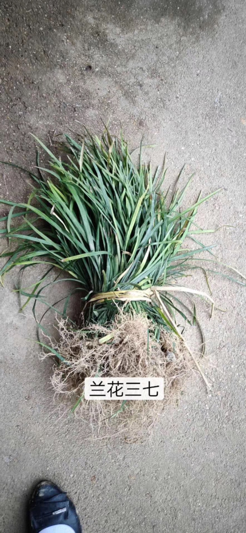精品麦冬草，玉龙草，金边麦冬，草花基地，时令花
